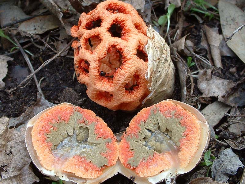 C. ruber, L. lepidum ed H. acetabulum, 02.V.2004